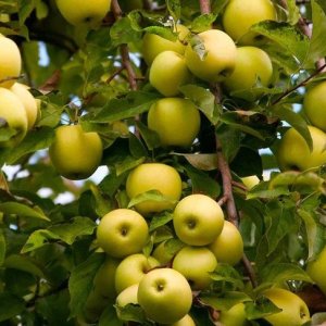 Jabloň domáca (Malus domestica) ´GOLDEN DELICIOUS´ - zimná, výška 140-170 cm, voľnokorenná